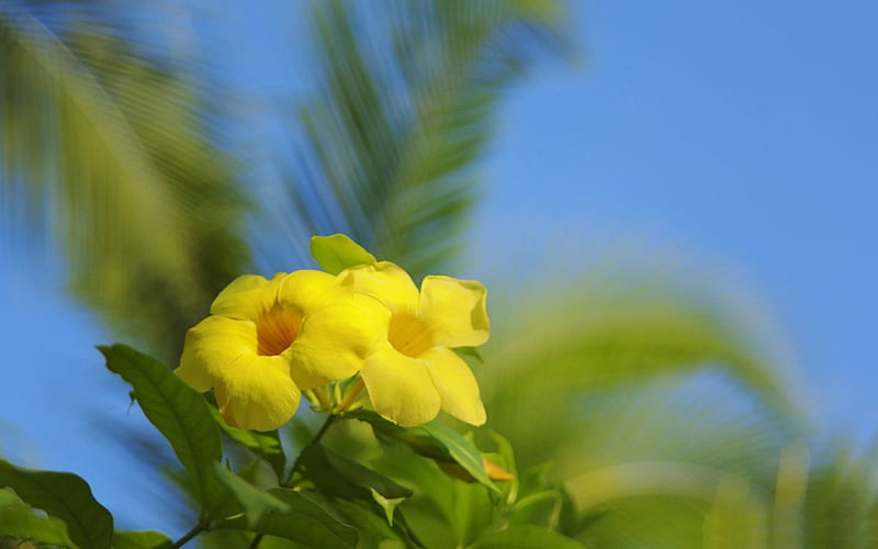 hawaiian flowers-spring flowers, HD wallpaper