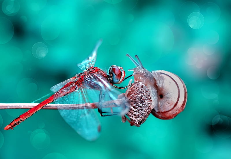 Face to face, libelula, mustafa ozturk, red, orange, snail, insect, dragonfly, blue, HD wallpaper