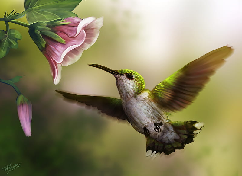 Hummingbird Art Wallpaper