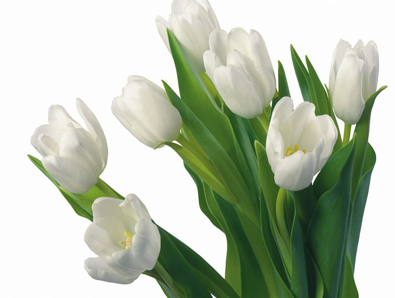 White Tulips, annuals, white flowers, flowers, nature, tulips, white, white background, HD wallpaper