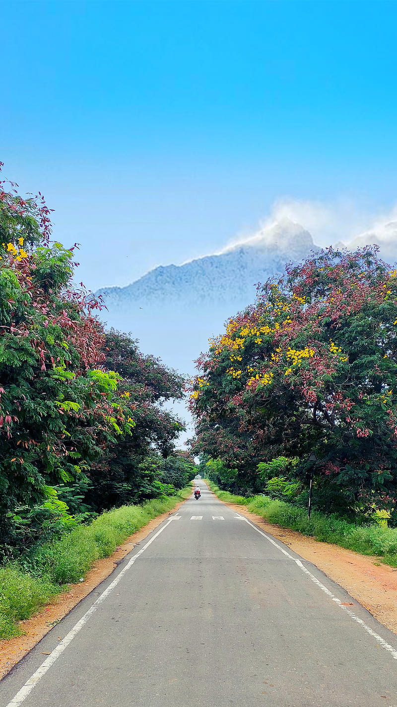 Beautiful , destination, , hill, india, road, travel, trees, usa, HD phone wallpaper