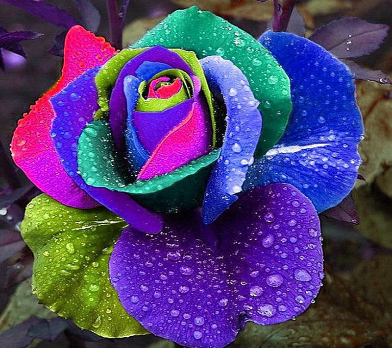 Colorful Rose, HD wallpaper