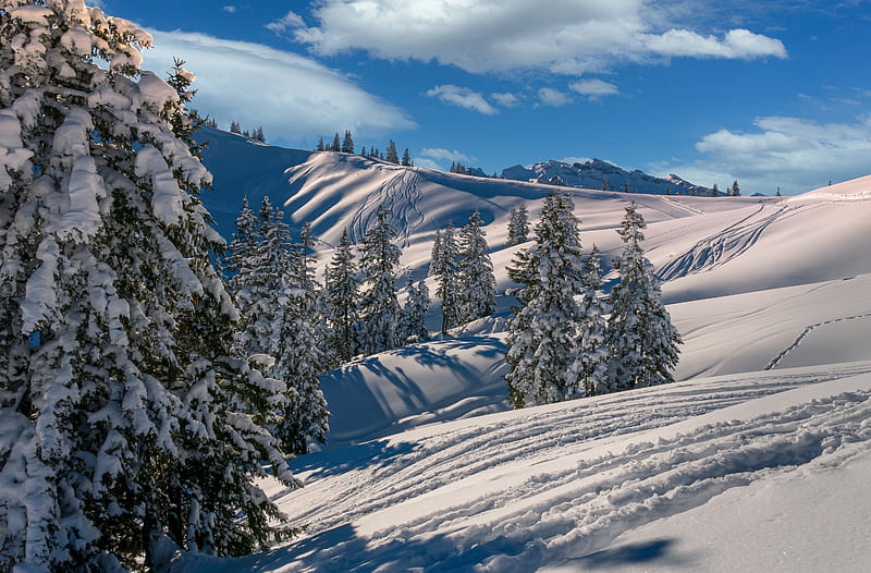 Earth, Winter, Cloud, Fir Tree, Mountain, Ski, Snow, HD wallpaper