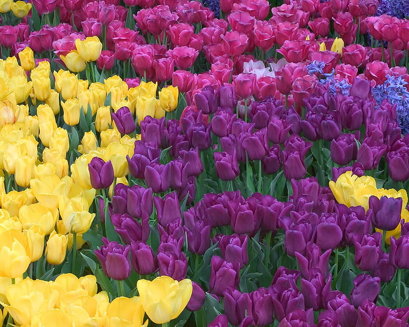 Sea of tulips, lilac, purple, flowers, yellow, beauty, colours, tulips, pink, HD wallpaper