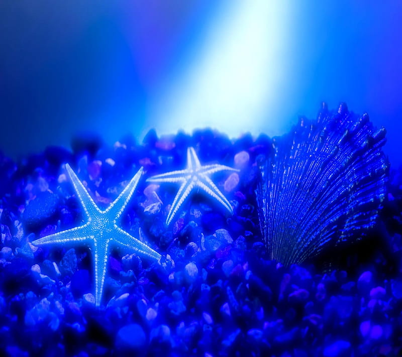 Sea shell, bonito, blue sea, fish, star fish, HD wallpaper