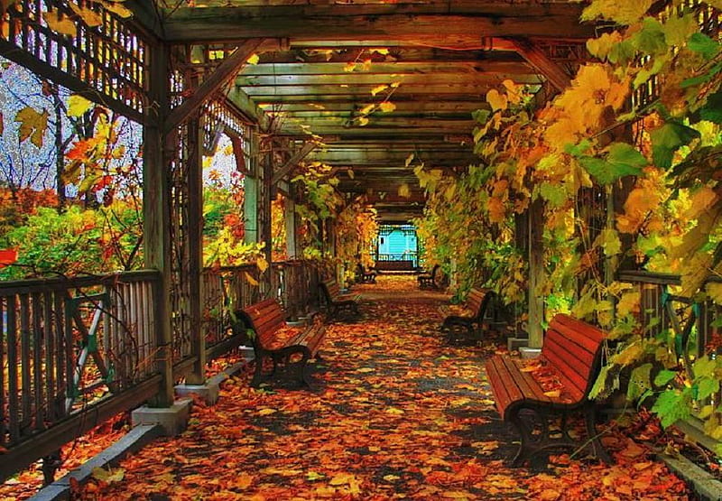 Montreal botanical garden., autumn, tree, seat, porch, garden, canada, leaf, HD wallpaper
