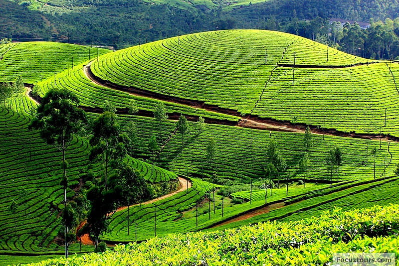 Ooty, green, mountains, nature, HD wallpaper