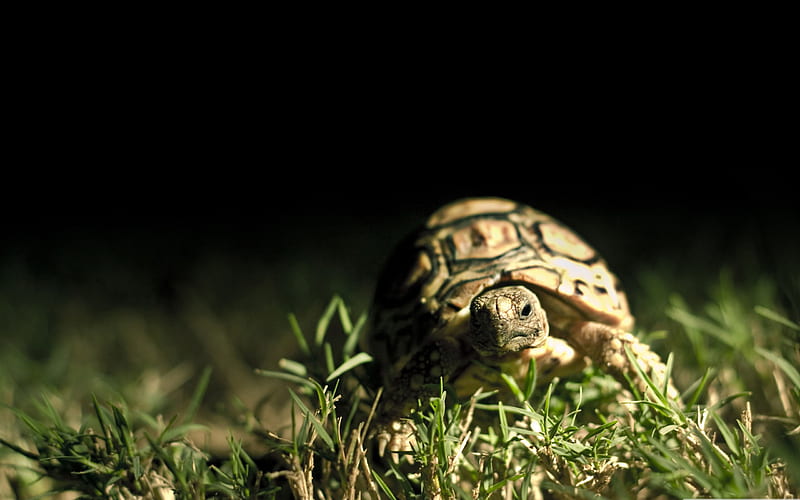 turtle close up-Animal World Series, HD wallpaper