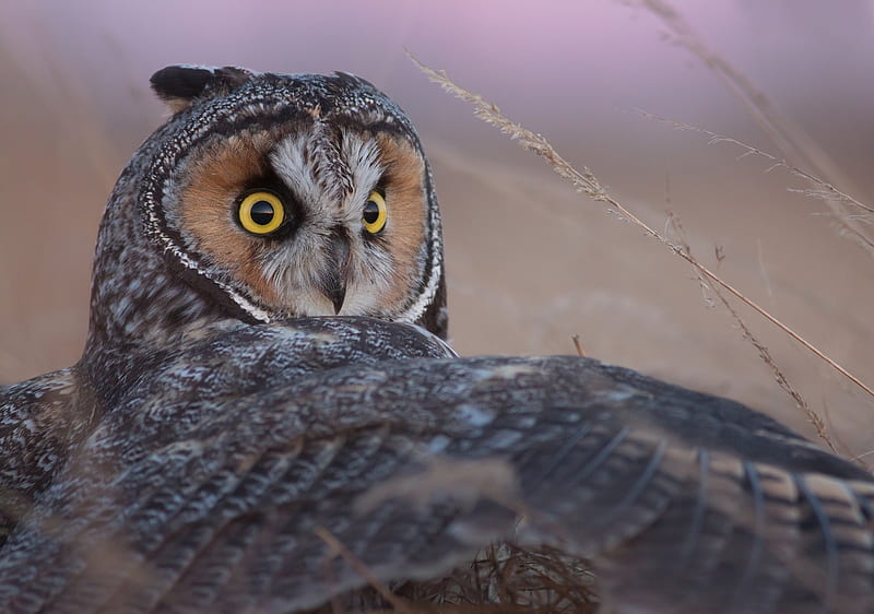 Long-eared owl, owl, bufnita, bird, feather, pasare, wing, HD wallpaper