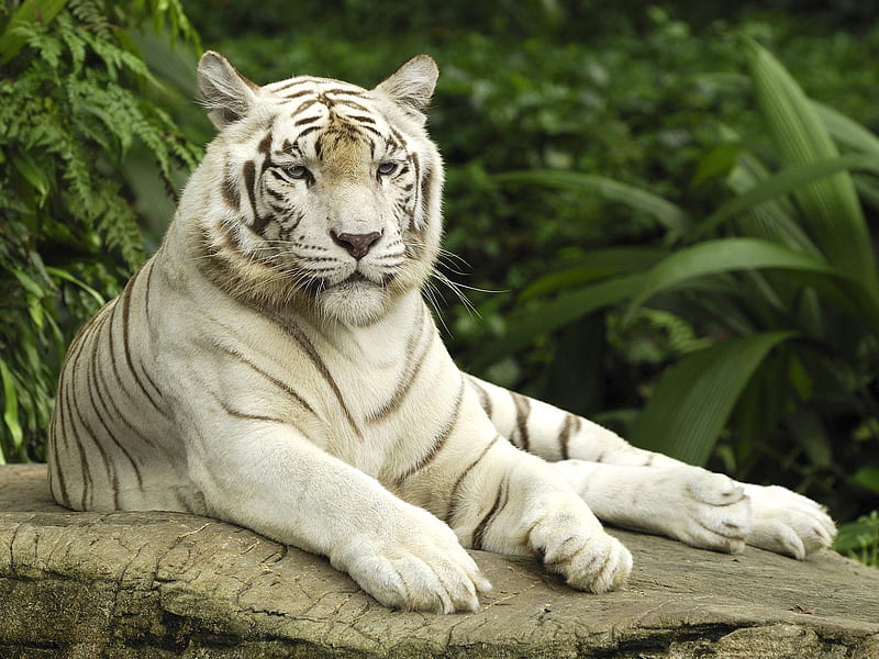 White Tiger Singapore Animal World Series, HD wallpaper