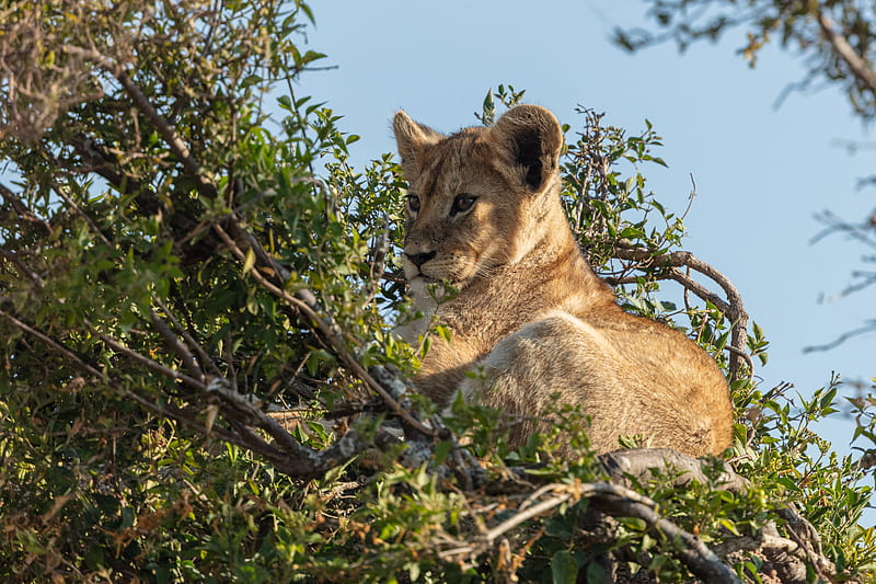 lion cub, lion, animal, branch, wildlife, HD wallpaper