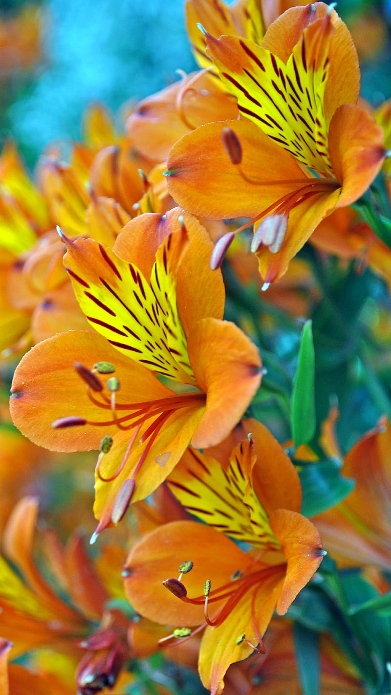 lilies, flowers, orange, HD phone wallpaper
