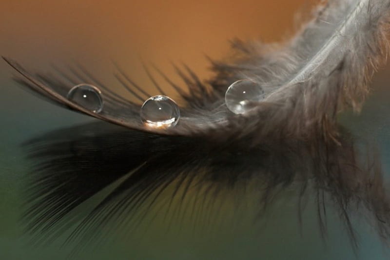 with a drop of a feather, a drop of water, bird, feather, dew, white, HD wallpaper