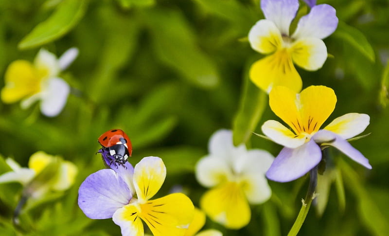 Ladybug on a pansy, red, wings, black, yellow, spring, pansy, ladybug, green, flower, nature, white, HD wallpaper