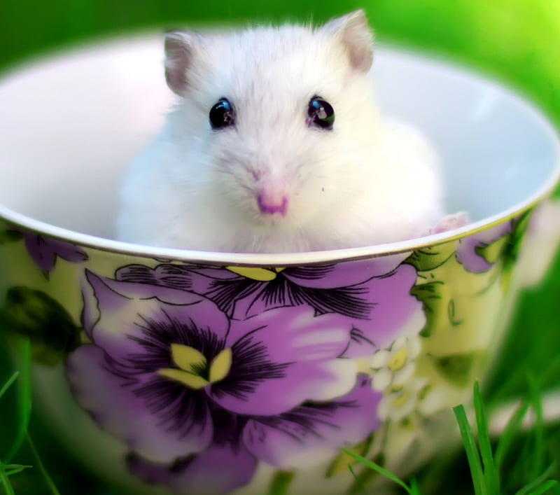 Hamster, animals, HD wallpaper