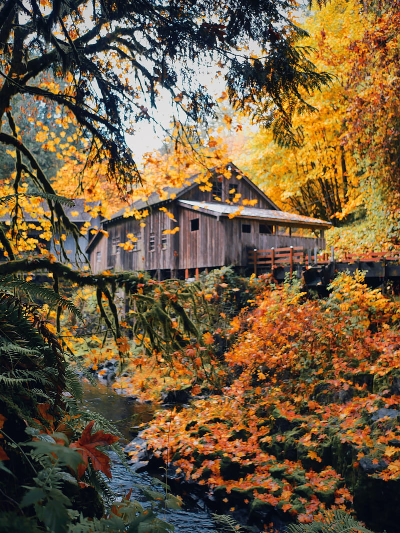 house, wooden, nature, autumn, HD phone wallpaper