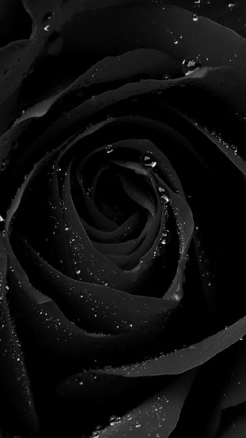 Black Rose iPhone, Bloody Rose, HD phone wallpaper