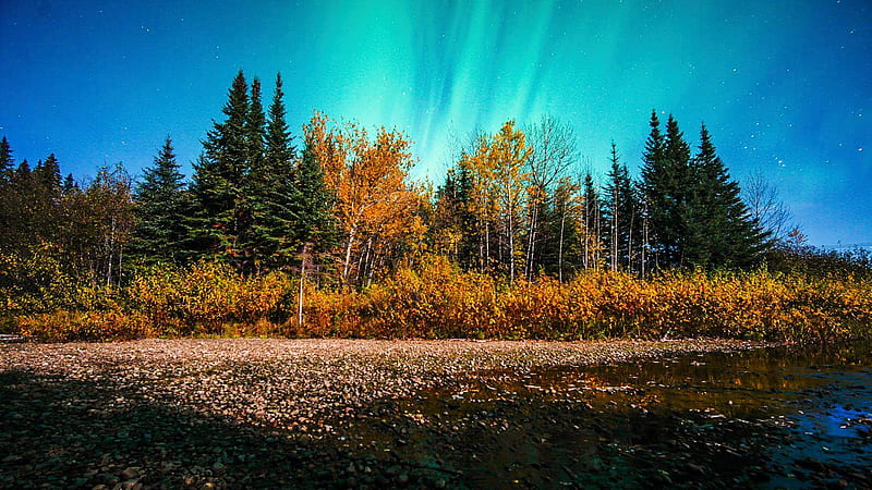 Aurora Borealis in Northern Alberta, leaves, fall, autumn, trees, landscape, colors, canada, HD wallpaper