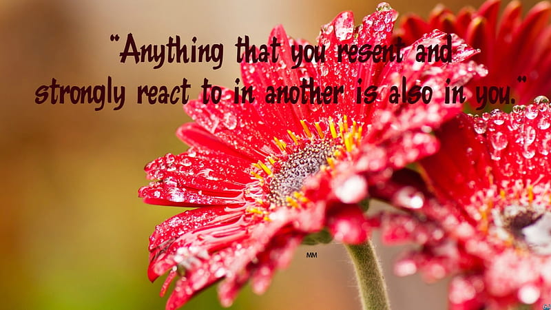 Anything, Words, Thoughts, Nature, Flower, Quotes, HD wallpaper