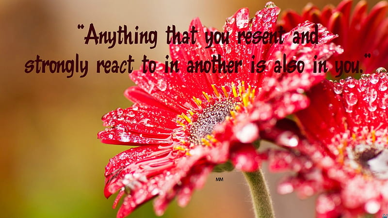 Anything, Words, Thoughts, Nature, Flower, Quotes, HD wallpaper | Peakpx