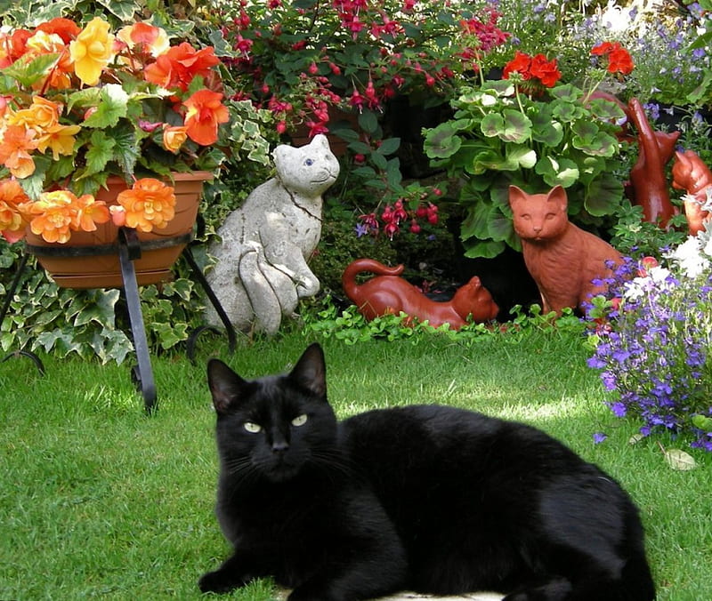 Pussycat Pussycat....., resting, garden, flowers, black cat, HD wallpaper