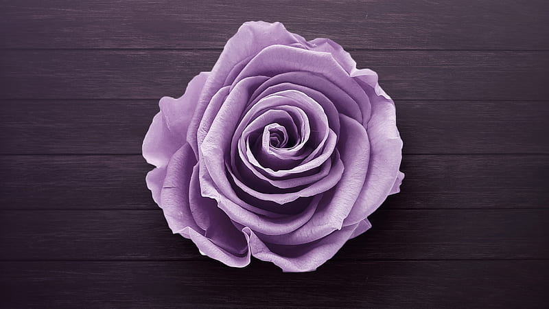 Purple Rose, rose, flowers, purple, HD wallpaper