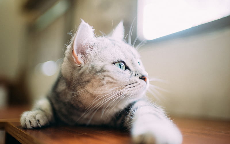 gray cat, cute animals, British short-haired cat, domestic cat, cat on the windowsill, HD wallpaper