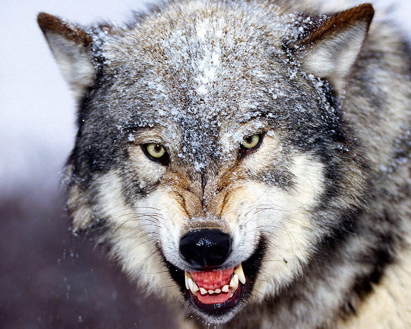 Bared Teeth Gray Wolf, lobo, danger, sad, mad, wolf, smiling, HD wallpaper