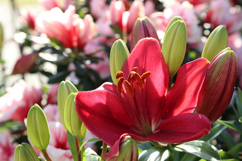 Flowers, Lily, Red Flower, HD wallpaper