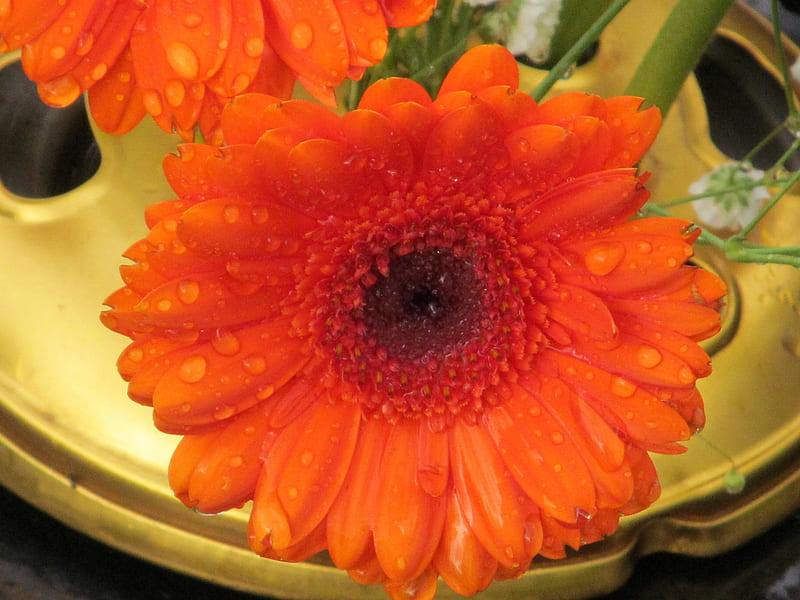 Tangerine Gerbera, Blooms, Flowers, Orange, Gerberas, HD wallpaper