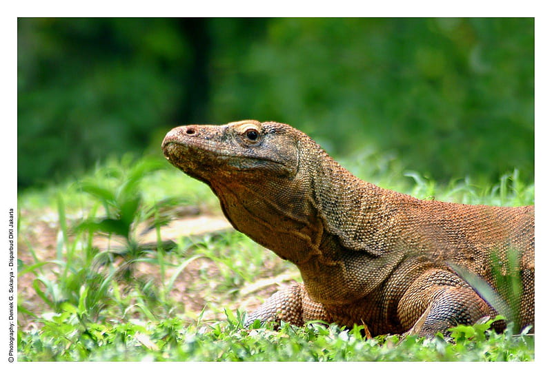 The-prehistoric-Komodo-Dragons-at-the-Ragunan-Zoo, zoo, indonesian, komodo, animal, HD wallpaper