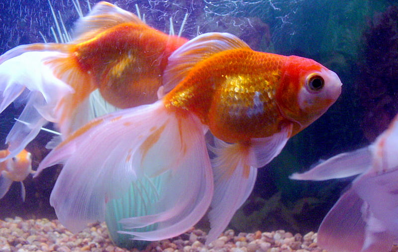 Fantail Goldfish, fantail, fancy, fish, goldfish, HD wallpaper