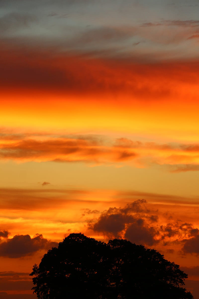 sunset, sky, trees, silhouette, HD phone wallpaper