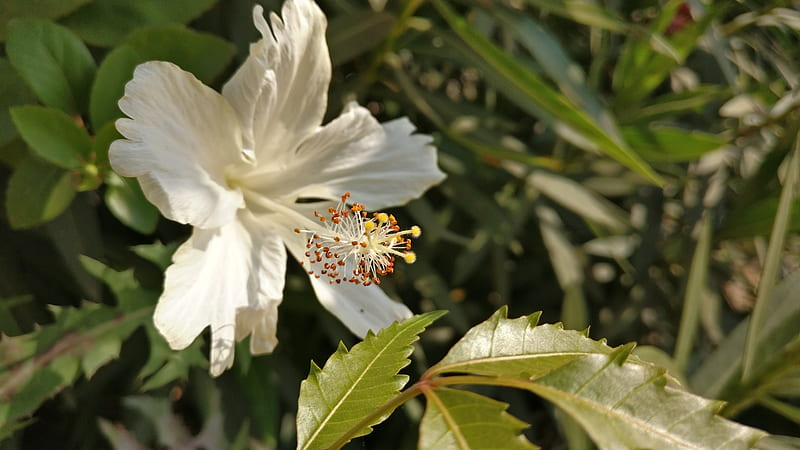 White Hibiscus, flower, white, HD wallpaper | Peakpx