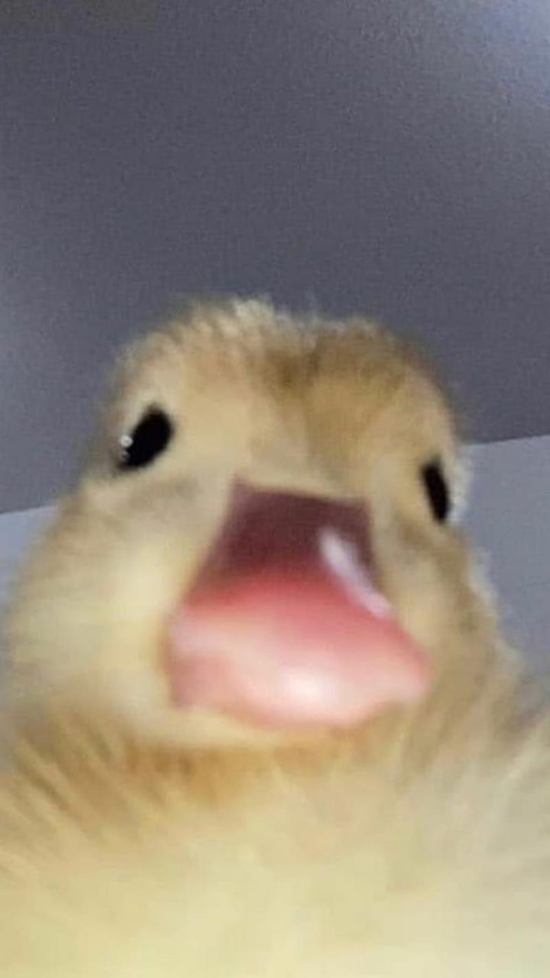 duck, animals, cute, quack, HD phone wallpaper