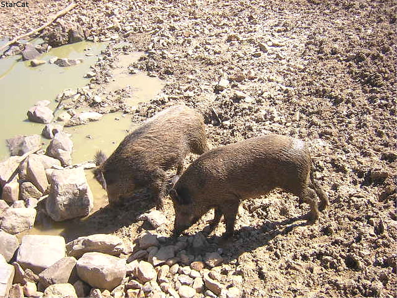 Wild hogs love... mud?, pigs, hogs, swine, wild, HD wallpaper