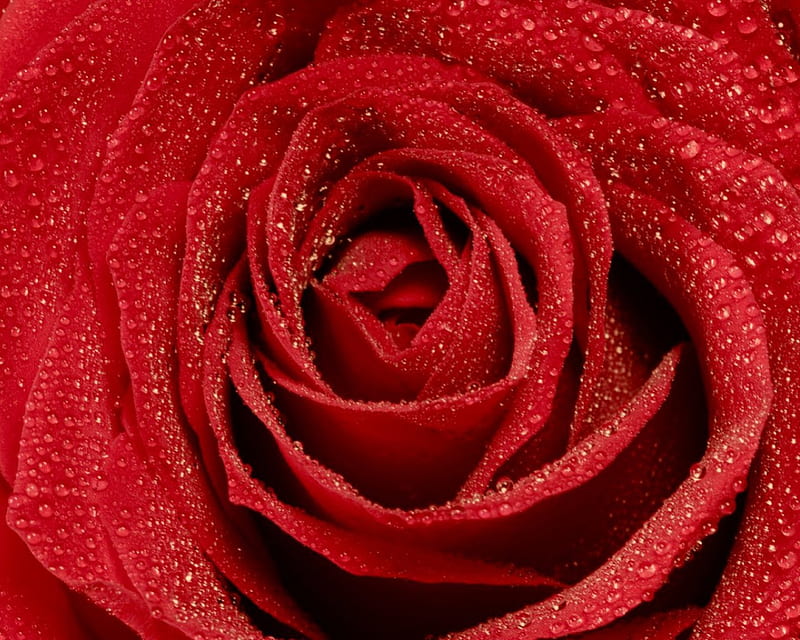 Red Open Rose, open rose, red rose, red, rose, HD wallpaper