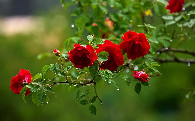 Wet Red Roses, red, wet, dew, bonito, rain, roses, branch, HD wallpaper