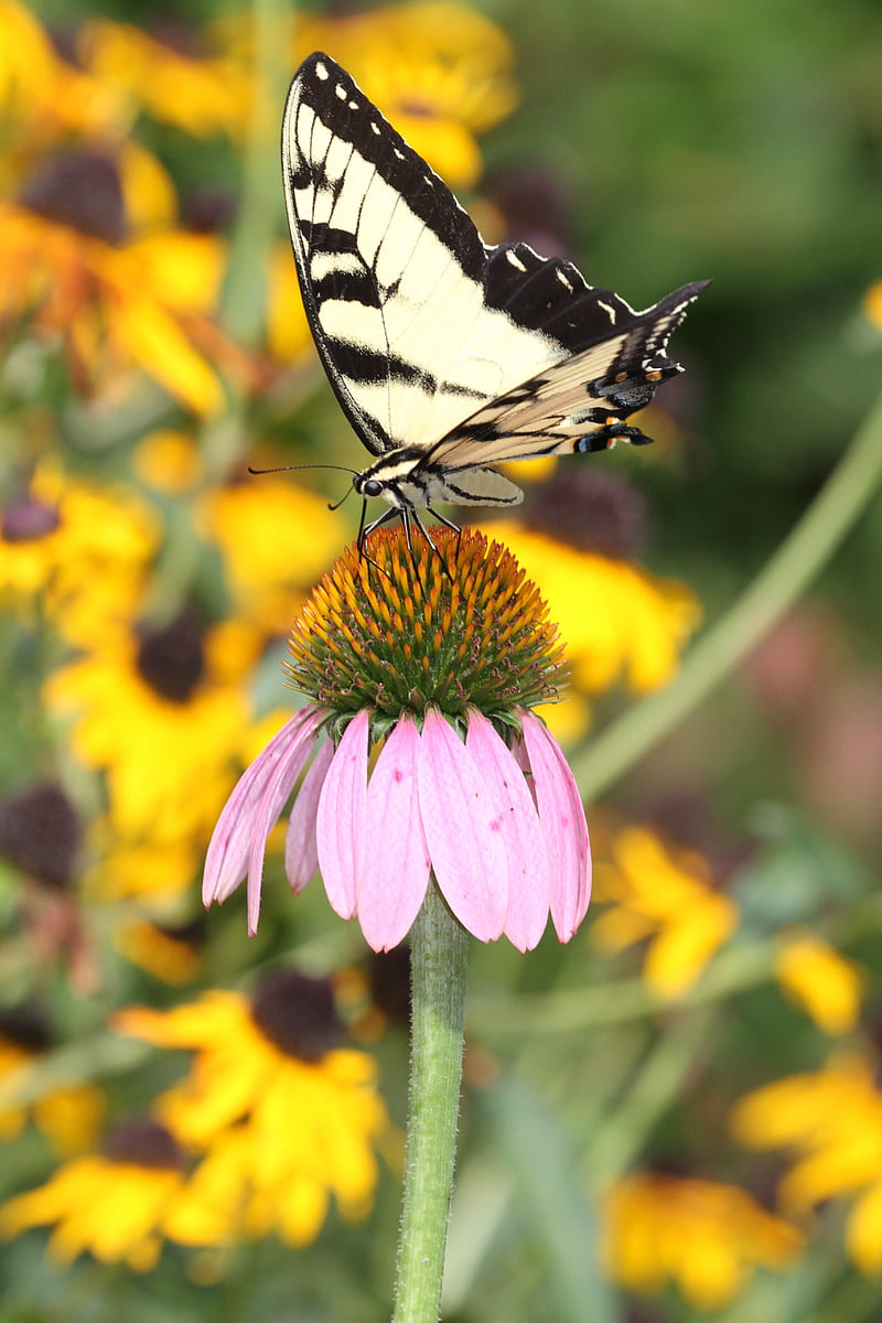 butterfly, pattern, wings, flowers, macro, HD phone wallpaper