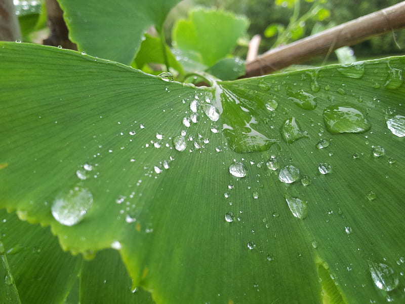 A Leaf after the rain, Snapshot, Leafs, Living Nature, Outside, Nature, Middday, Waterdrops, Waterpearls, graphy, Day, Daytime, rain, Leaves, Water, Green, graph, Raindrops, Leaf, HD wallpaper