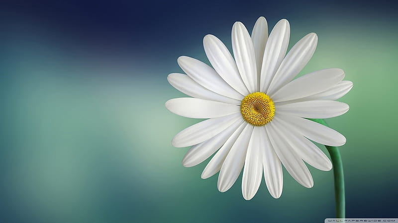 Marguerite Daisy, White, Yellow, Pretty, Petals, HD wallpaper