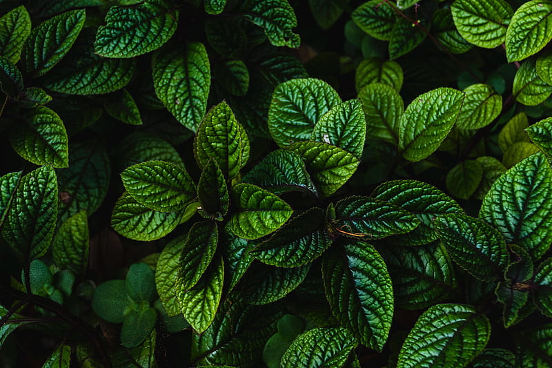green leaves, close-up, plants, Nature, HD wallpaper
