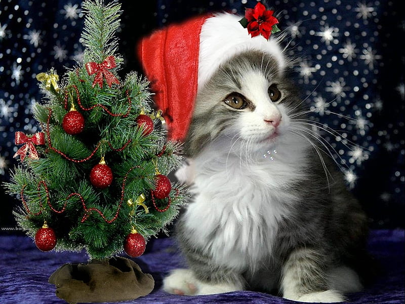 Christmas cat and tree, christmas, decoration, cat, kitten, animal, HD wallpaper