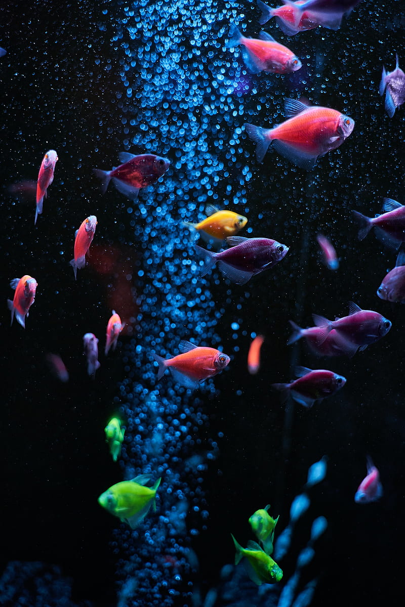 Aquarium, fish, water, bubbles, HD phone wallpaper | Peakpx