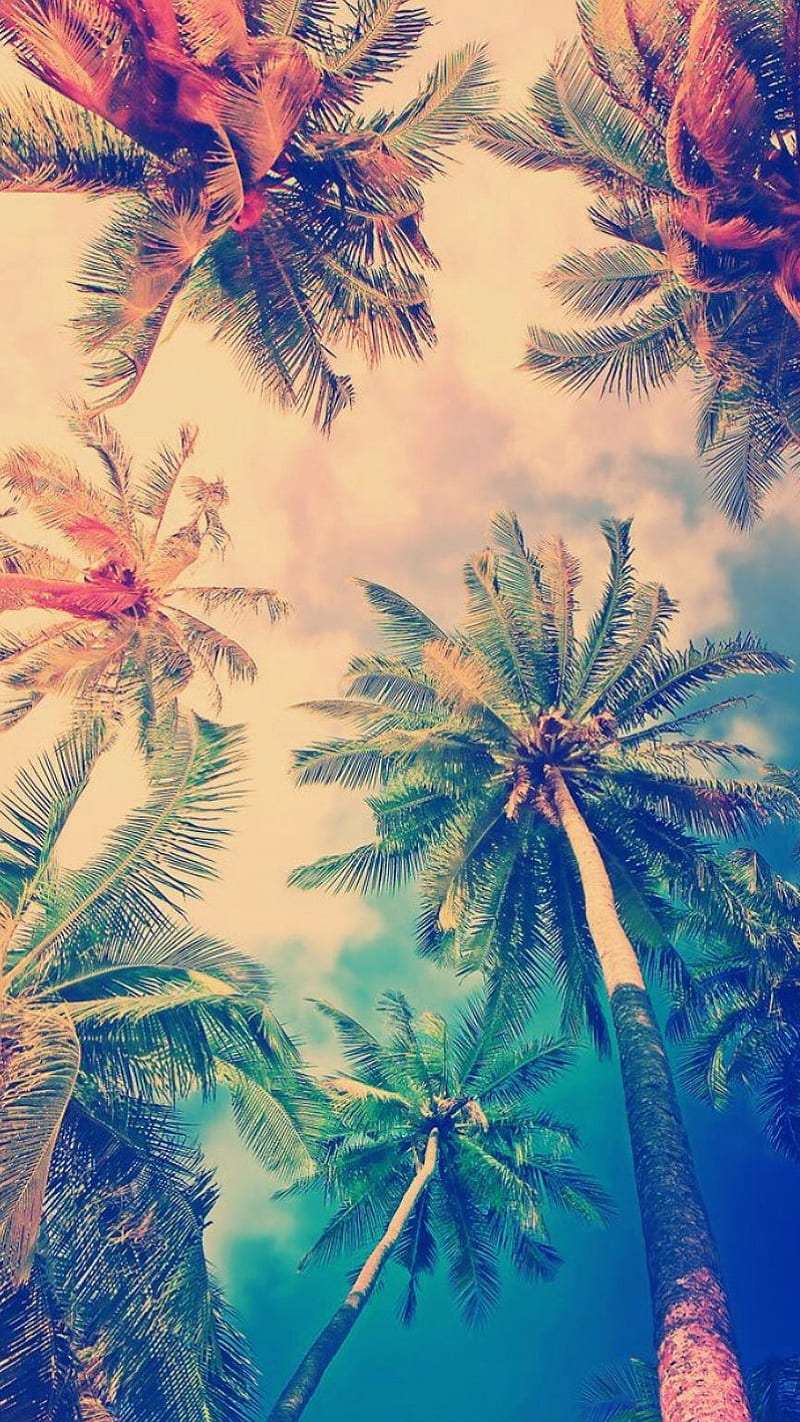 Palm trees, beauty nature, clouds, s7, s8, summer, HD phone wallpaper