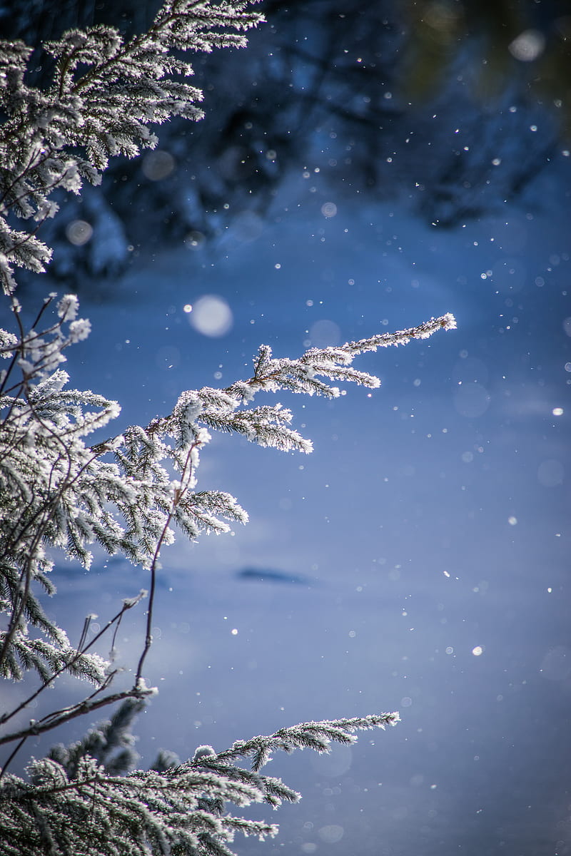 branches, glare, bokeh, snow, blur, HD phone wallpaper