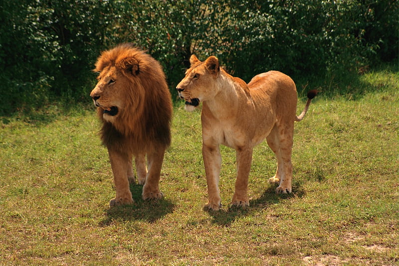 King and Queen, two, pride, lioness, pair, lions, HD wallpaper