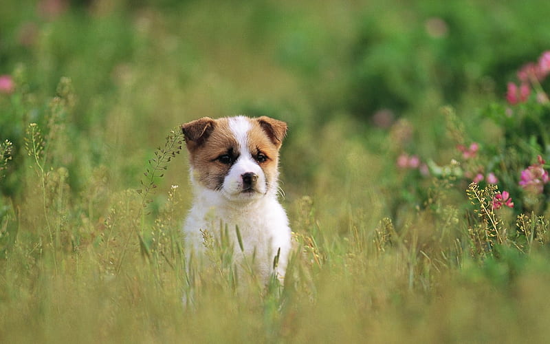 Cute Puppy-Puppy Waiting for someone-Lovely Puppies, HD wallpaper | Peakpx