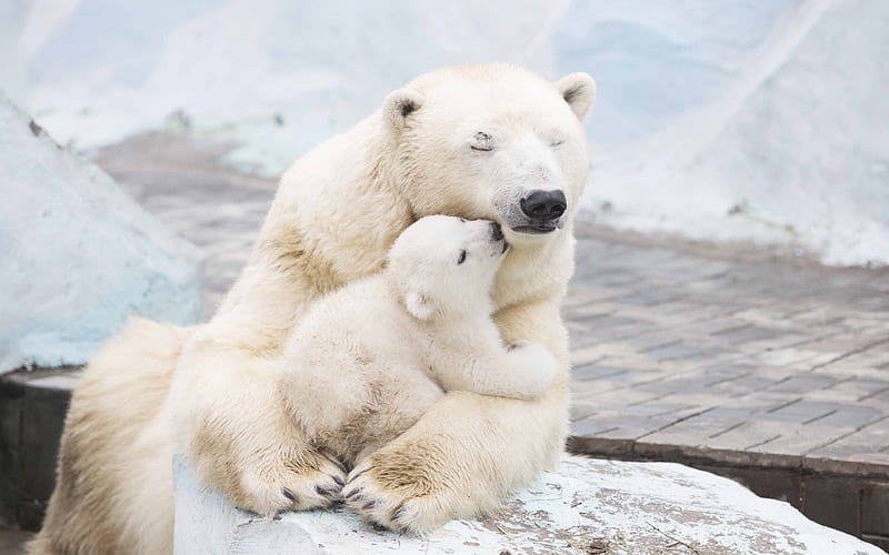 Polar bears mother and cub, zoo, bears, HD wallpaper