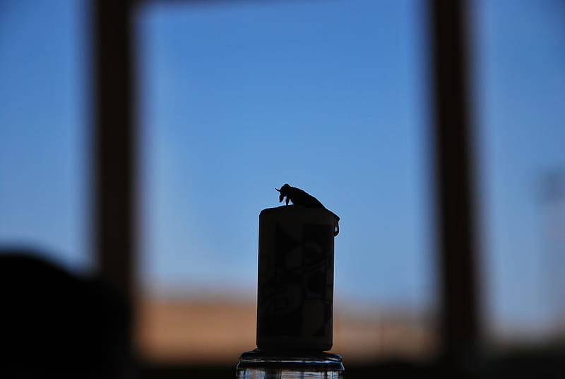 Bug, glass, black, stopper, HD wallpaper